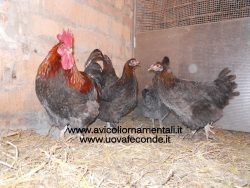 Uova di Marans blu ramata