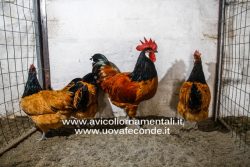 Uova feconde di Vorwerk