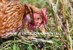 Uova fertili di Gallina Ovaiola Rossa - immagine 2