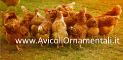 Uova fertili di Gallina Ovaiola Rossa - immagine 3