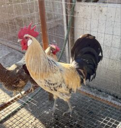 Uova di Gallina Romagnola - immagine 7