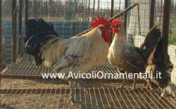 Uova di Gallina Romagnola - immagine 3