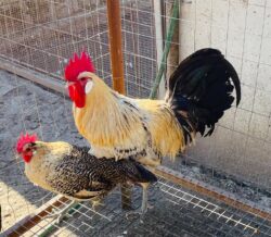 Uova di Gallina Romagnola - immagine 4