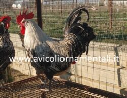 Uova di Gallina Romagnola - immagine 5
