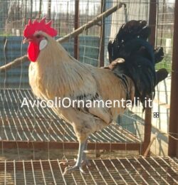 Uova di Gallina Romagnola